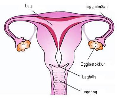 Innri kynfæri kvenna lýsingarmynd