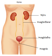 Myndin sýnir þvagfæri kvenna