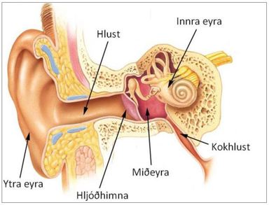 Myndin sýnir líffæri eyrans